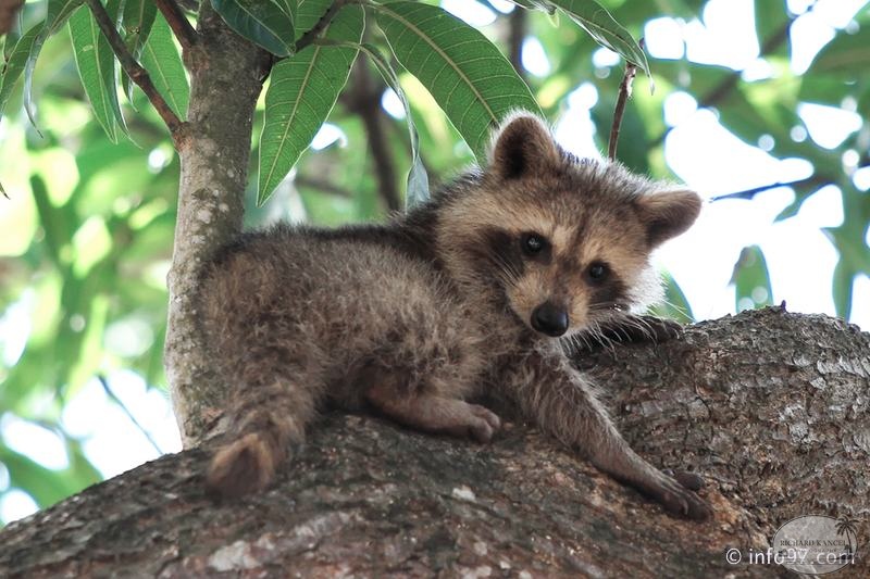 racoon-2015-23.jpg