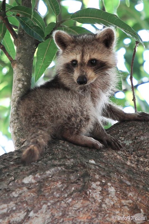 racoon-2015-25.jpg