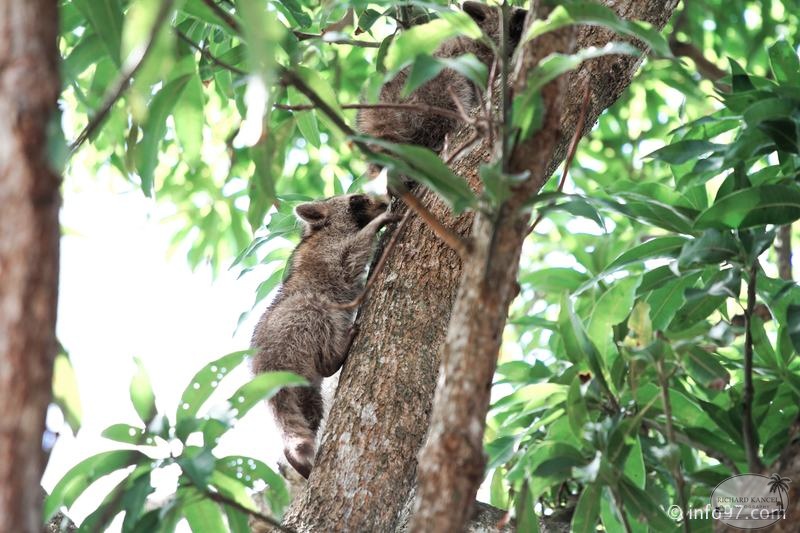 racoon-2015-26.jpg