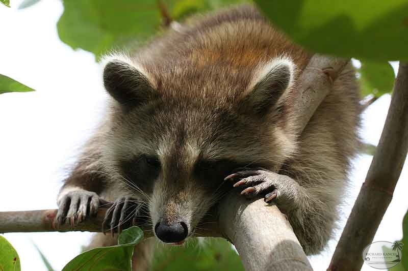 RACOON-012.jpg