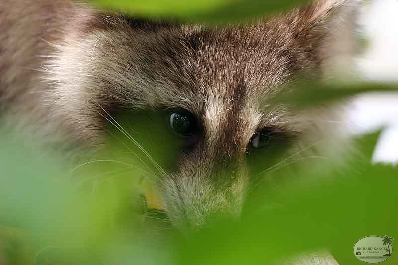 RACOON-033.jpg