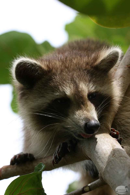 RACOON-045.jpg