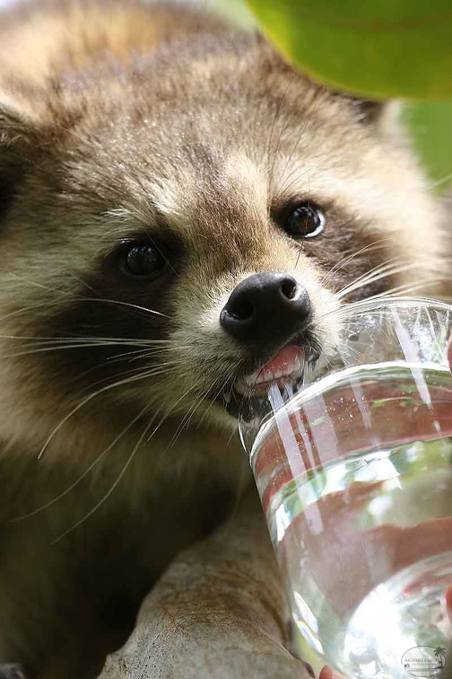 RACOON-048.jpg