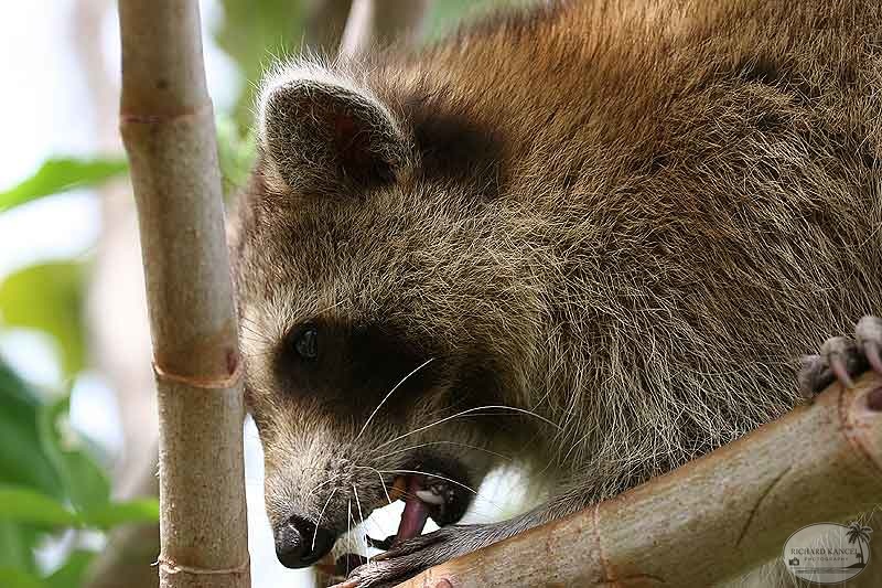 RACOON-084.jpg