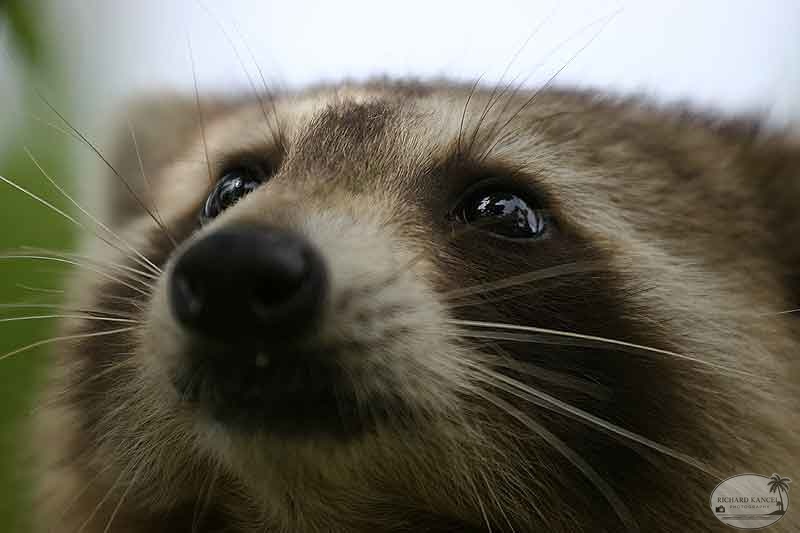 RACOON-095.jpg