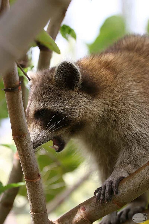 RACOON-103.jpg