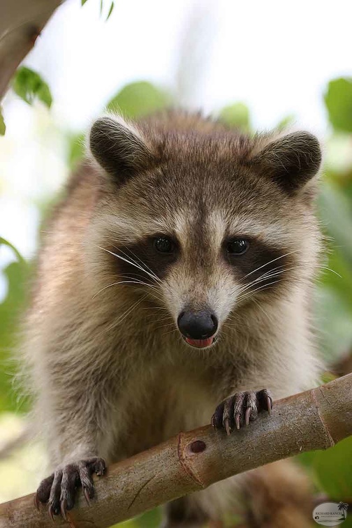 RACOON-110.jpg