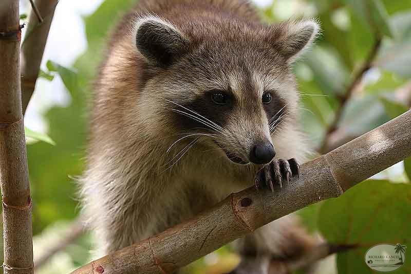 RACOON-118.jpg