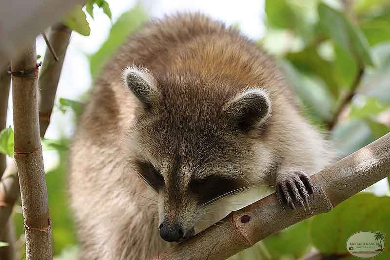 RACOON-121.jpg