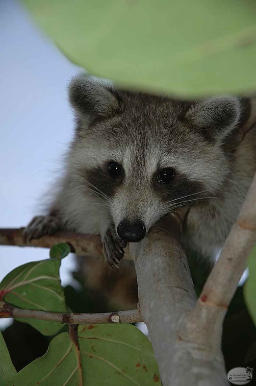 RACOON3-036.jpg