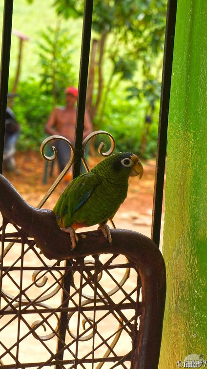 animaux-st-domingue17.jpg