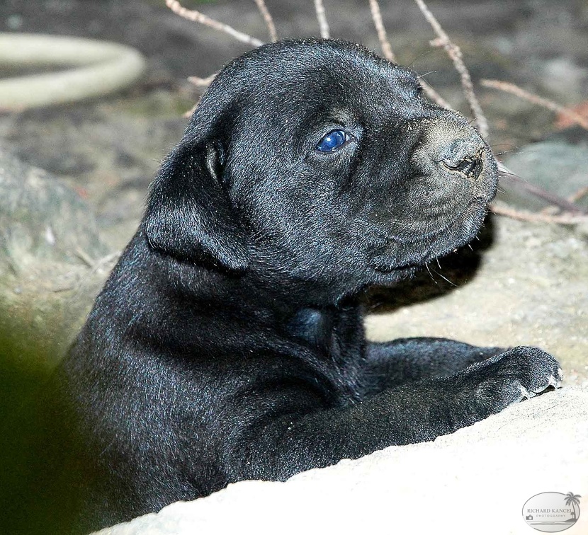 chiot-1.jpg