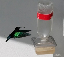 colibri4