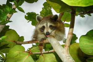 racoon-jardin2