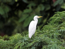 5aigrette
