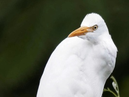 6aigrette