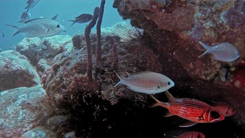 poisson-colordeshaies