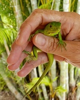 iguane
