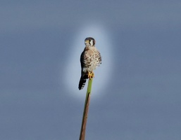 E5E5B725-4F86-442F-9496-DEAA6CB11F27