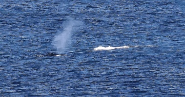 baleine-ferry-1