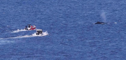 baleine-ferry-9