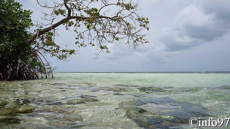 la-mangrove16.jpg