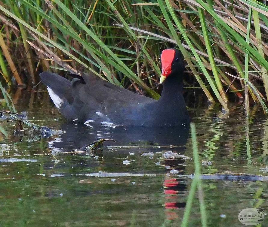 canard2.jpg