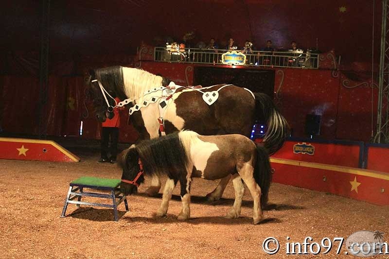 animaux27.jpg