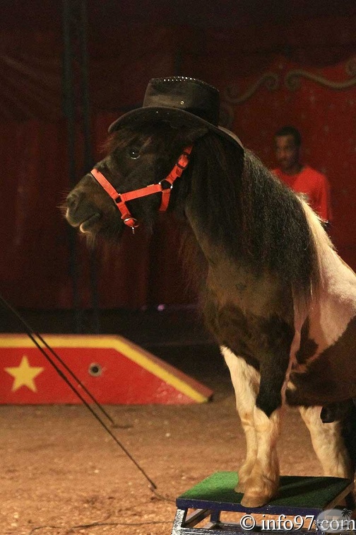 animaux31.jpg