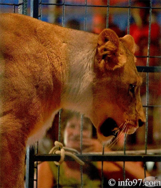 animaux9.jpg