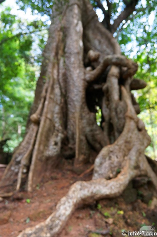 DSC05037petit-circuit-angkor.jpg