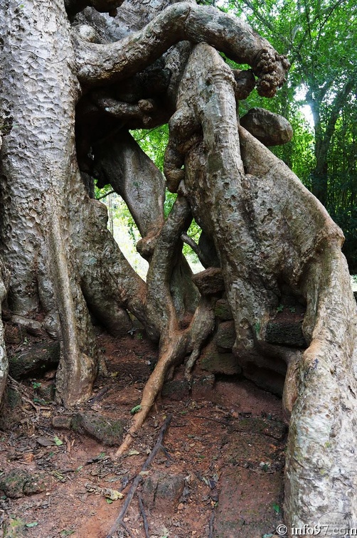 DSC05038petit-circuit-angkor.jpg