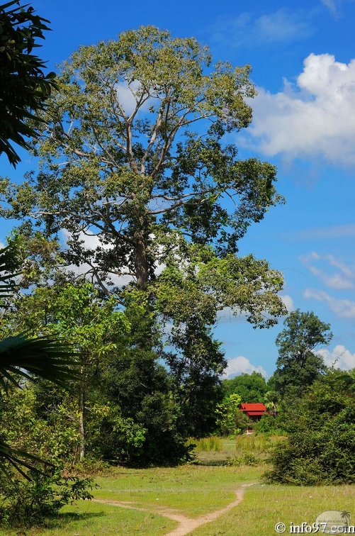 DSC05191petit-circuit-angkor.jpg