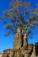 DSC04920petit-circuit-angkor