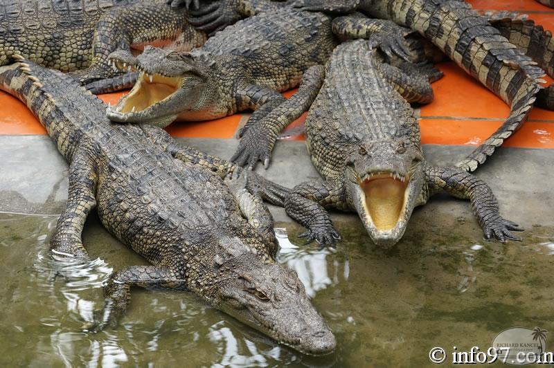 DSC04347ferme-crocodile.jpg