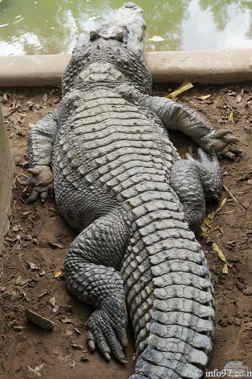 DSC04371ferme-crocodile.jpg
