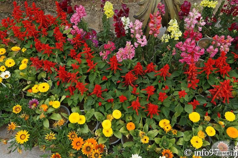 DSC03402dalat-jardin.jpg