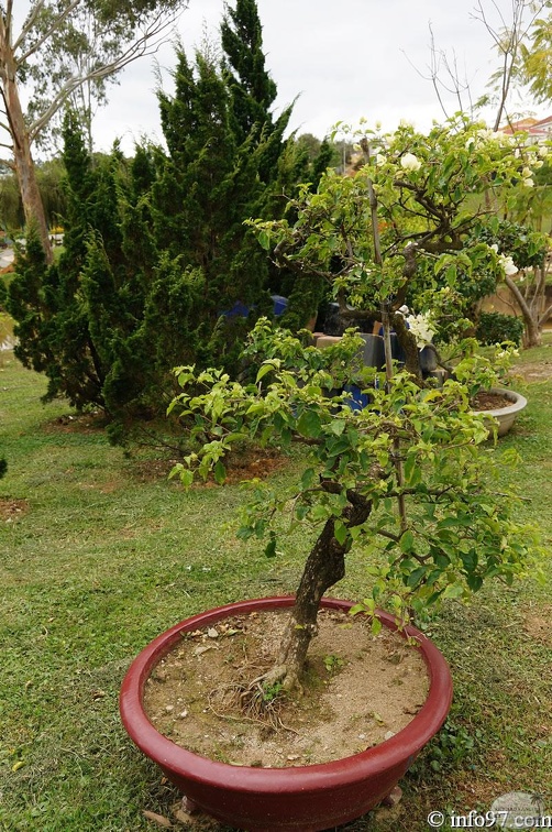 DSC03442dalat-jardin.jpg