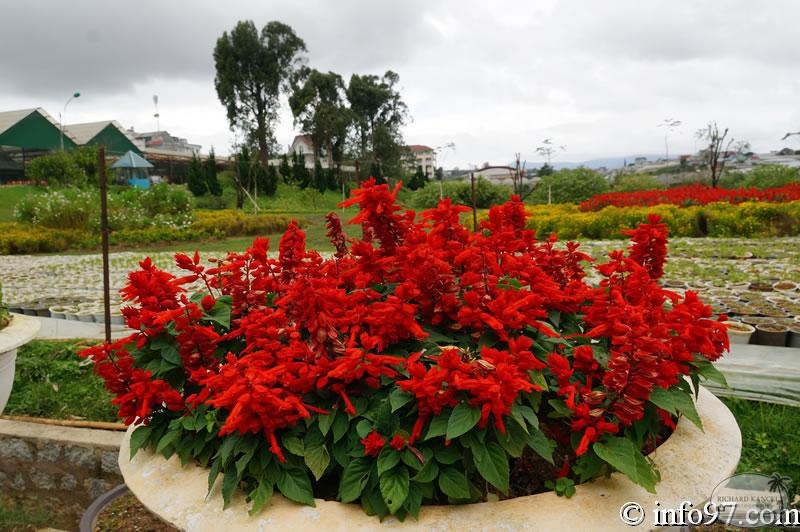 DSC03446dalat-jardin.jpg