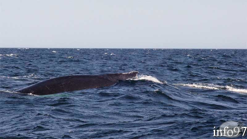baleine17.jpg