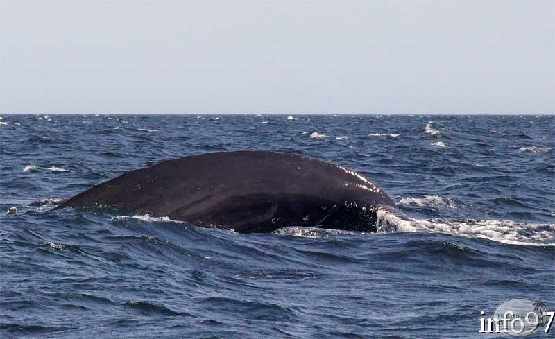 baleine19.jpg