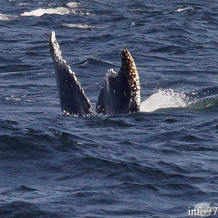 baleine27.jpg