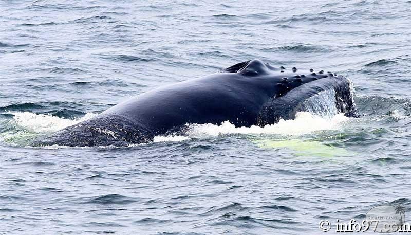 baleine-baie-ste-catherine-16.jpg