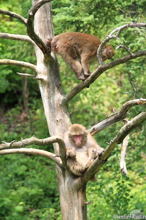 zoo-st-felicien-39.jpg