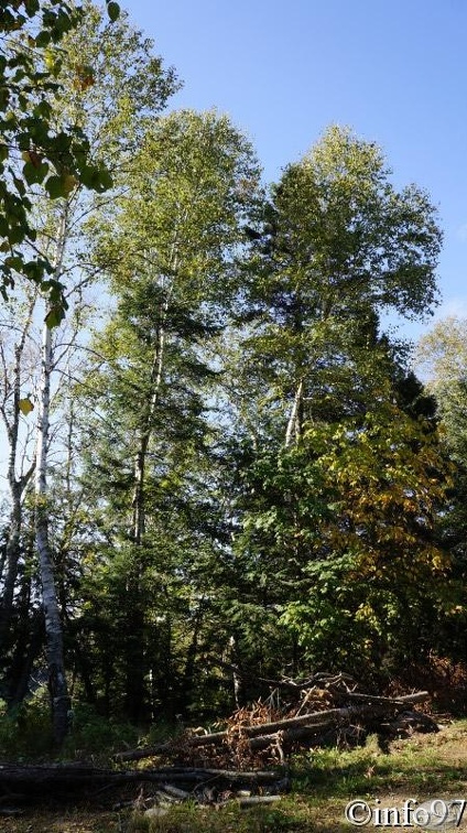 verticale222.jpg
