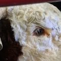 rodeo-stampede-alberta-013.jpg