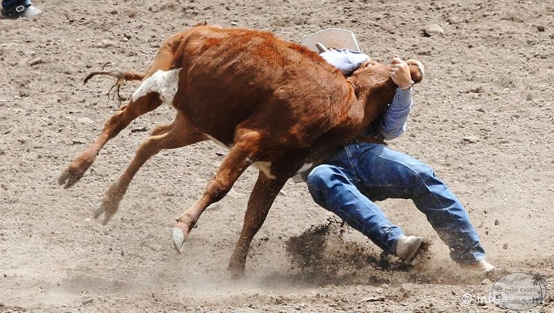 rodeo-stampede-alberta-072.jpg