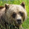 golden-bc-54.jpg