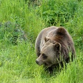 golden-bc-61.jpg