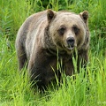 golden-bc-63.jpg